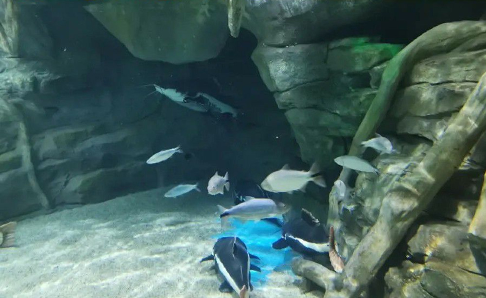 如何解決海洋館空氣潮濕問題？